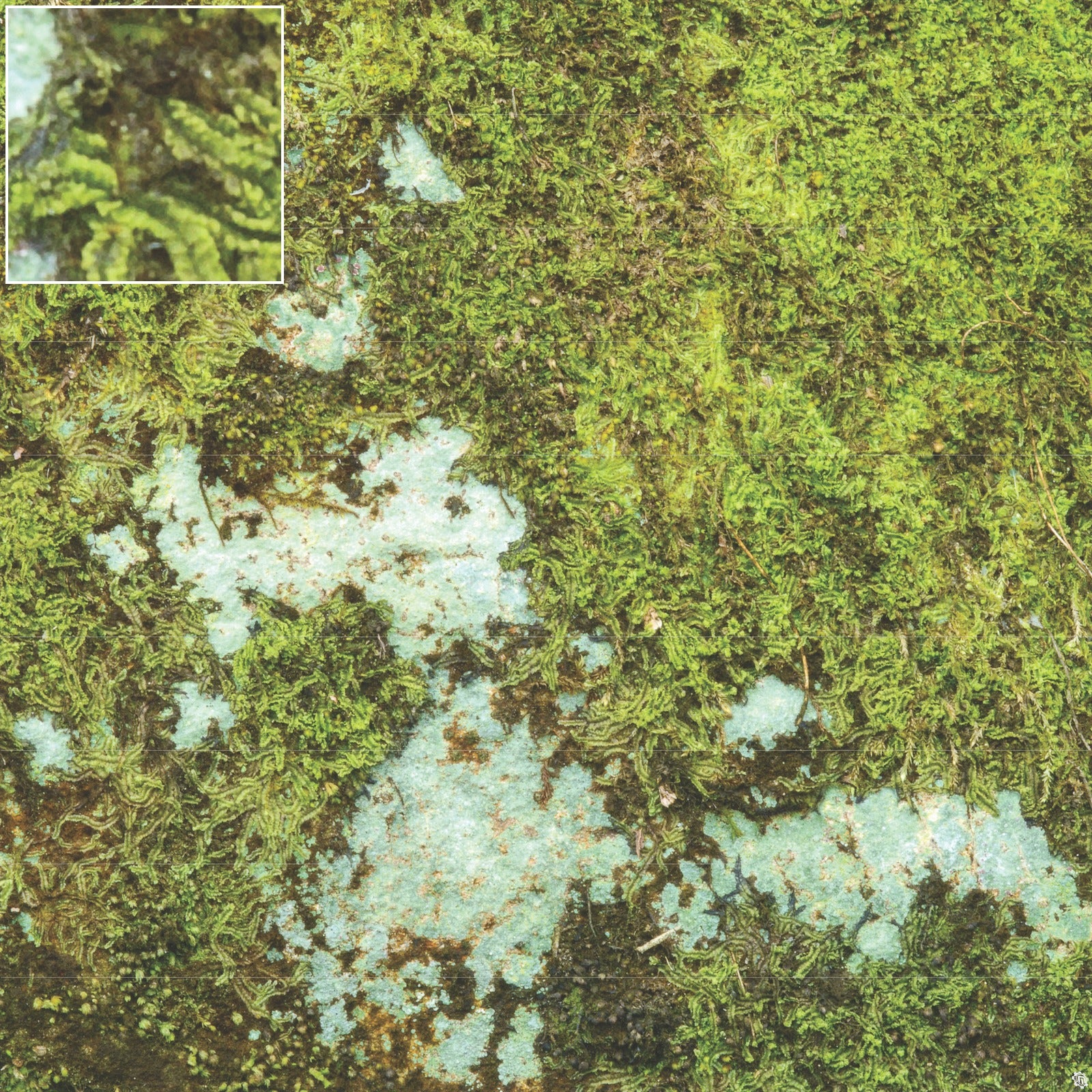 Mats by Mars: Swamplands v1.0 Tabletop Wargaming Play Mat