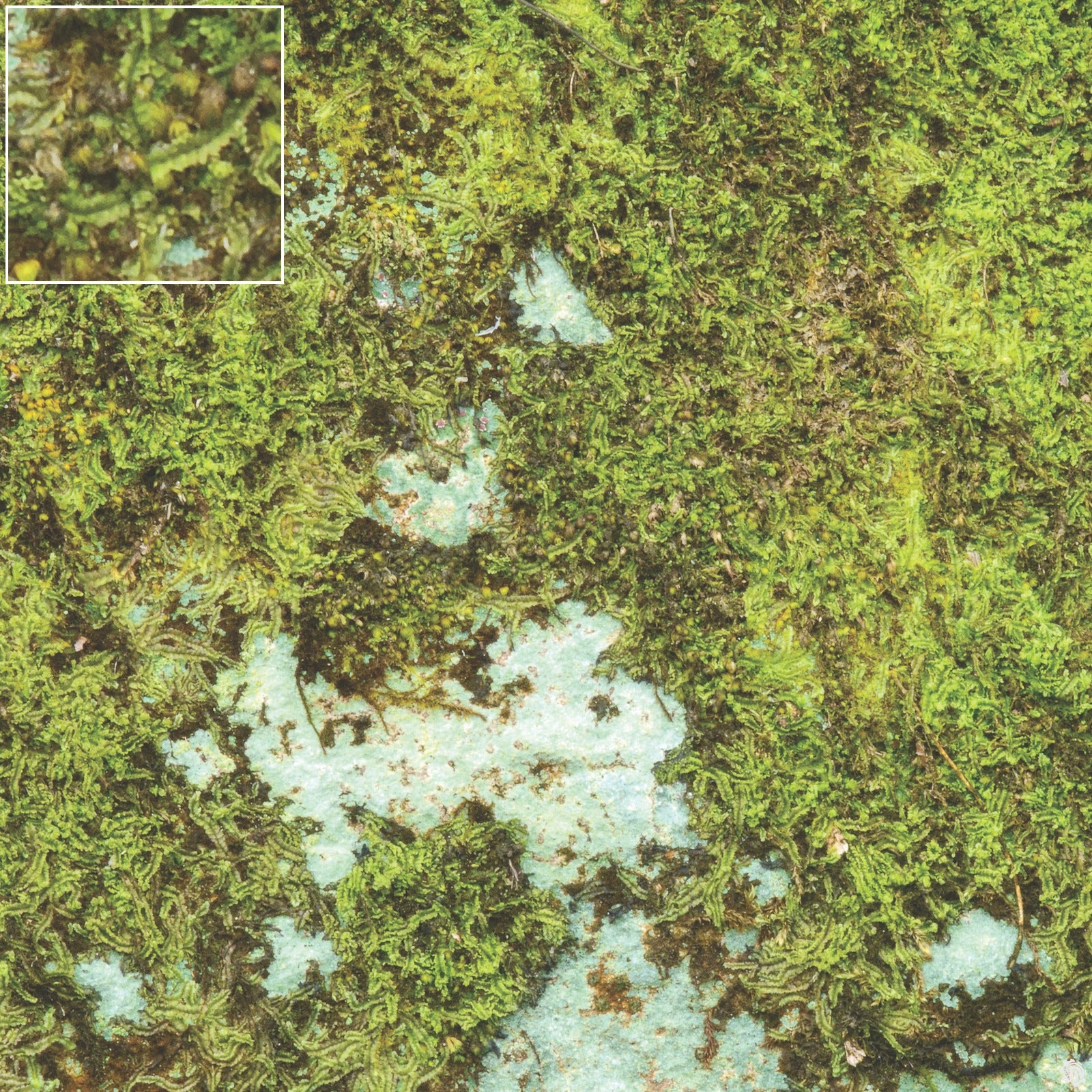 Mats by Mars: Swamplands v1.0 Tabletop Wargaming Play Mat