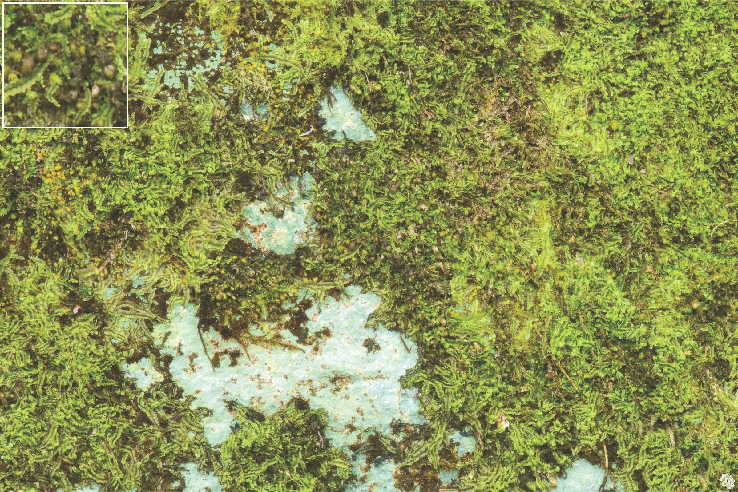 Mats by Mars: Swamplands v1.0 Tabletop Wargaming Play Mat