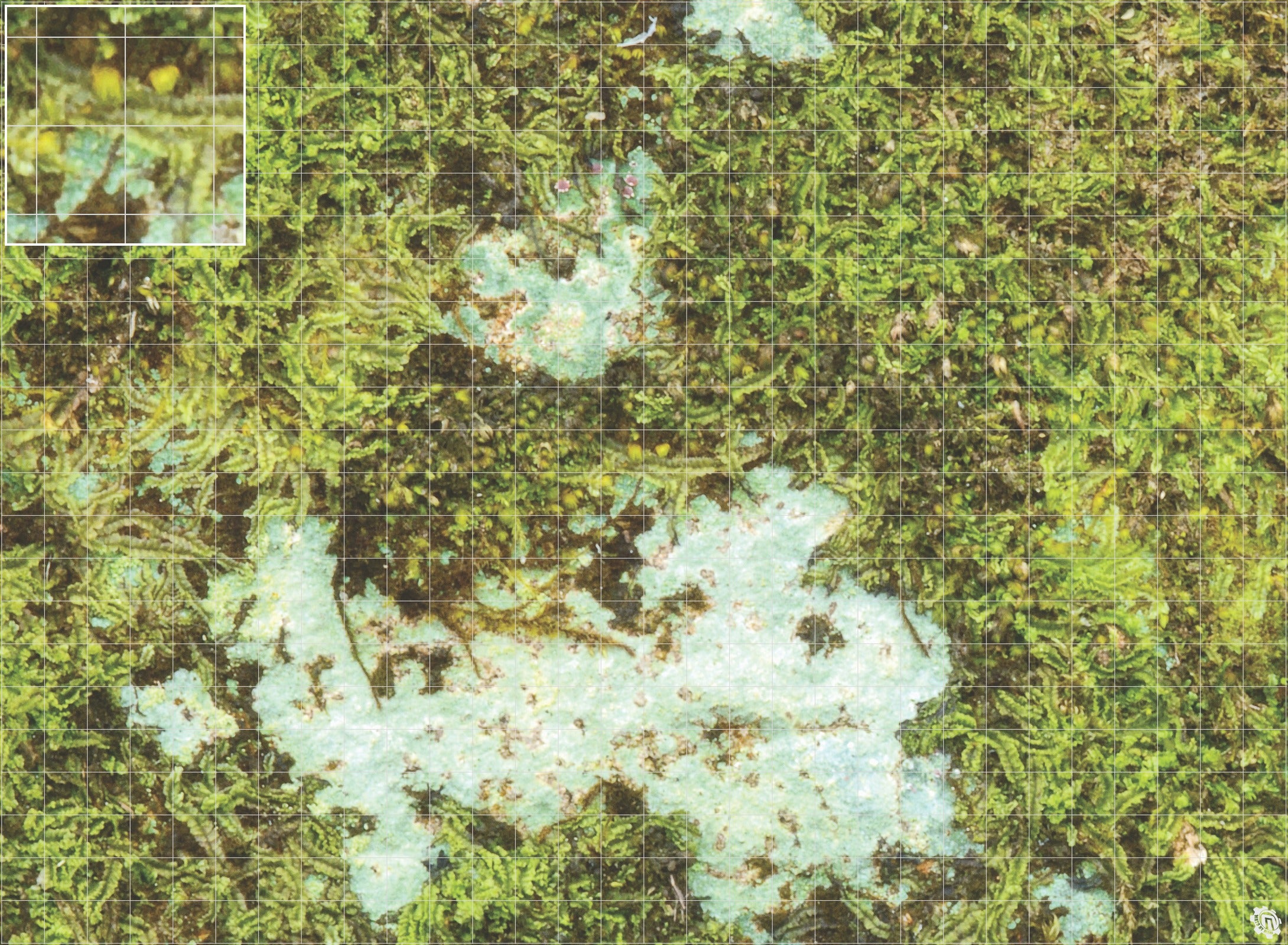 Mats by Mars: Swamplands v1.0 Tabletop Wargaming Play Mat