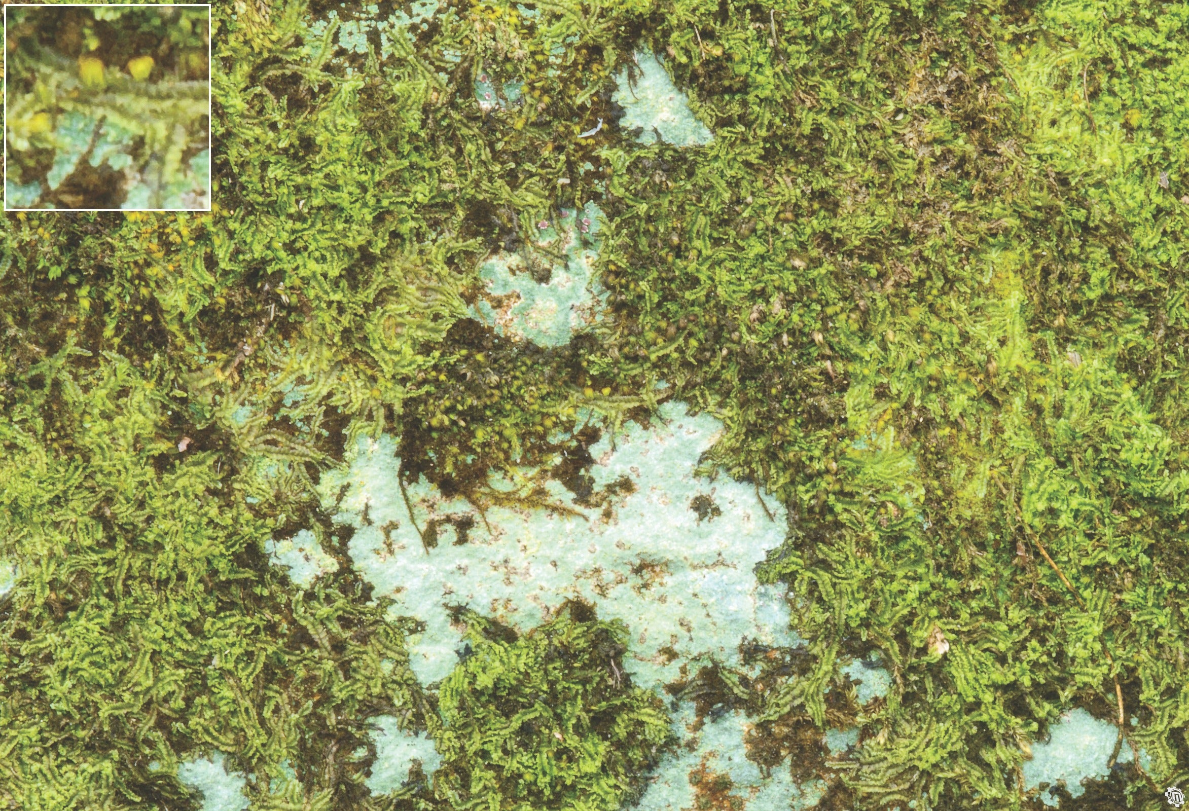 Mats by Mars: Swamplands v1.0 Tabletop Wargaming Play Mat