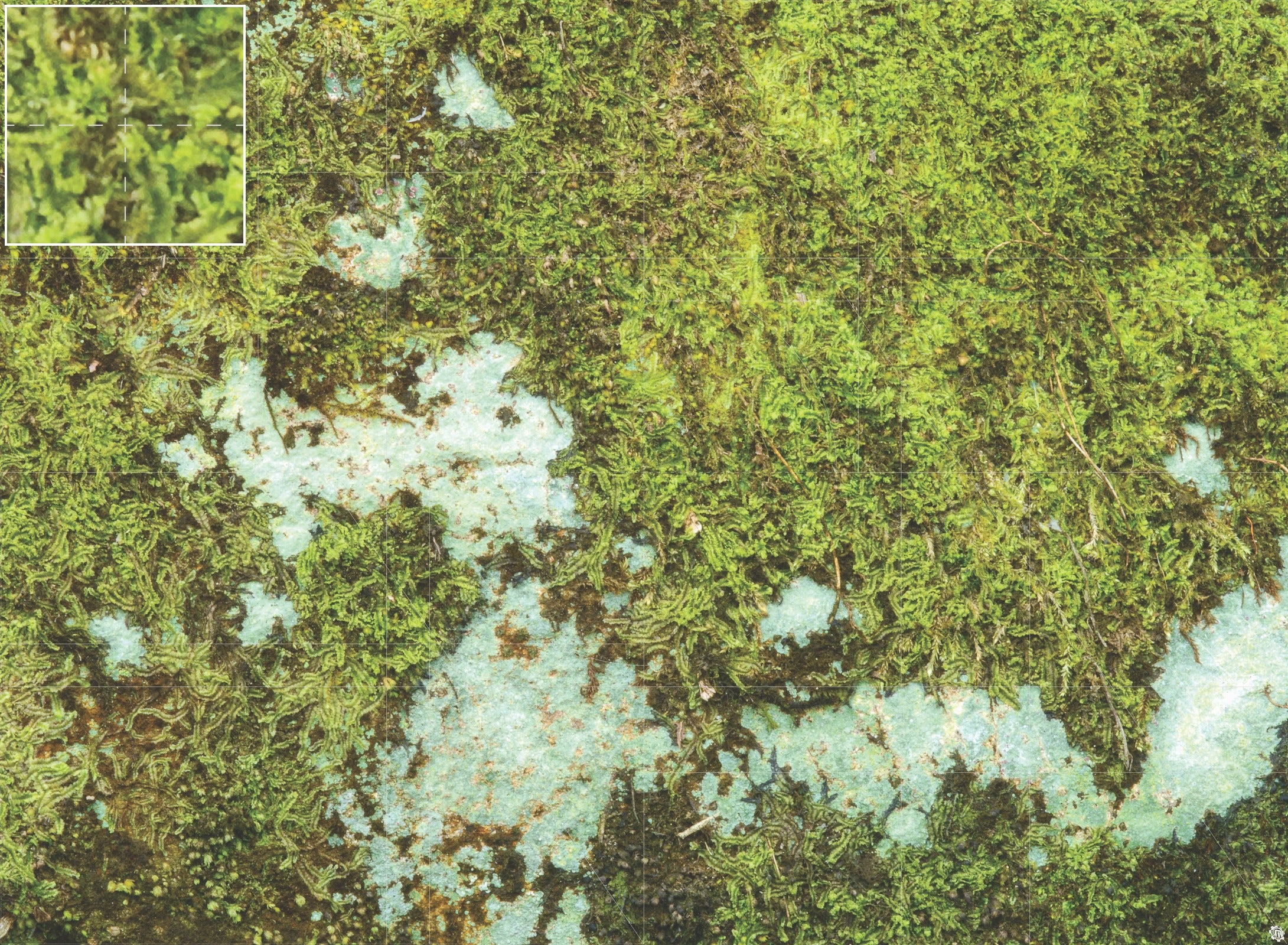 Mats by Mars: Swamplands v1.0 Tabletop Wargaming Play Mat