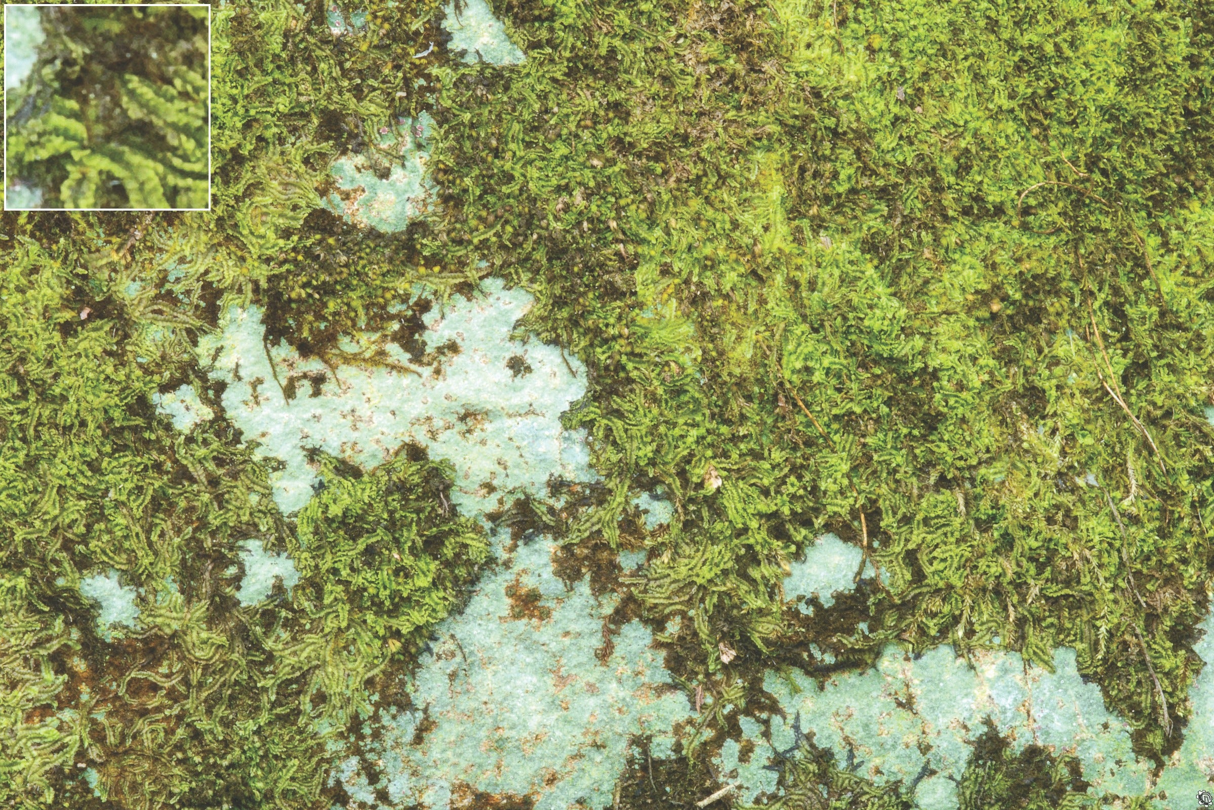 Mats by Mars: Swamplands v1.0 Tabletop Wargaming Play Mat
