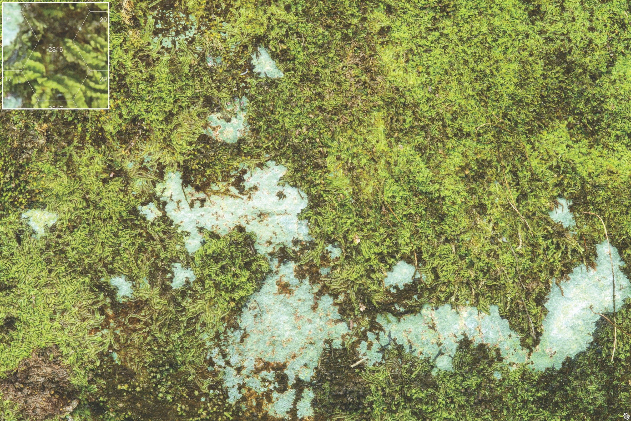 Mats by Mars: Swamplands v1.0 Tabletop Wargaming Play Mat