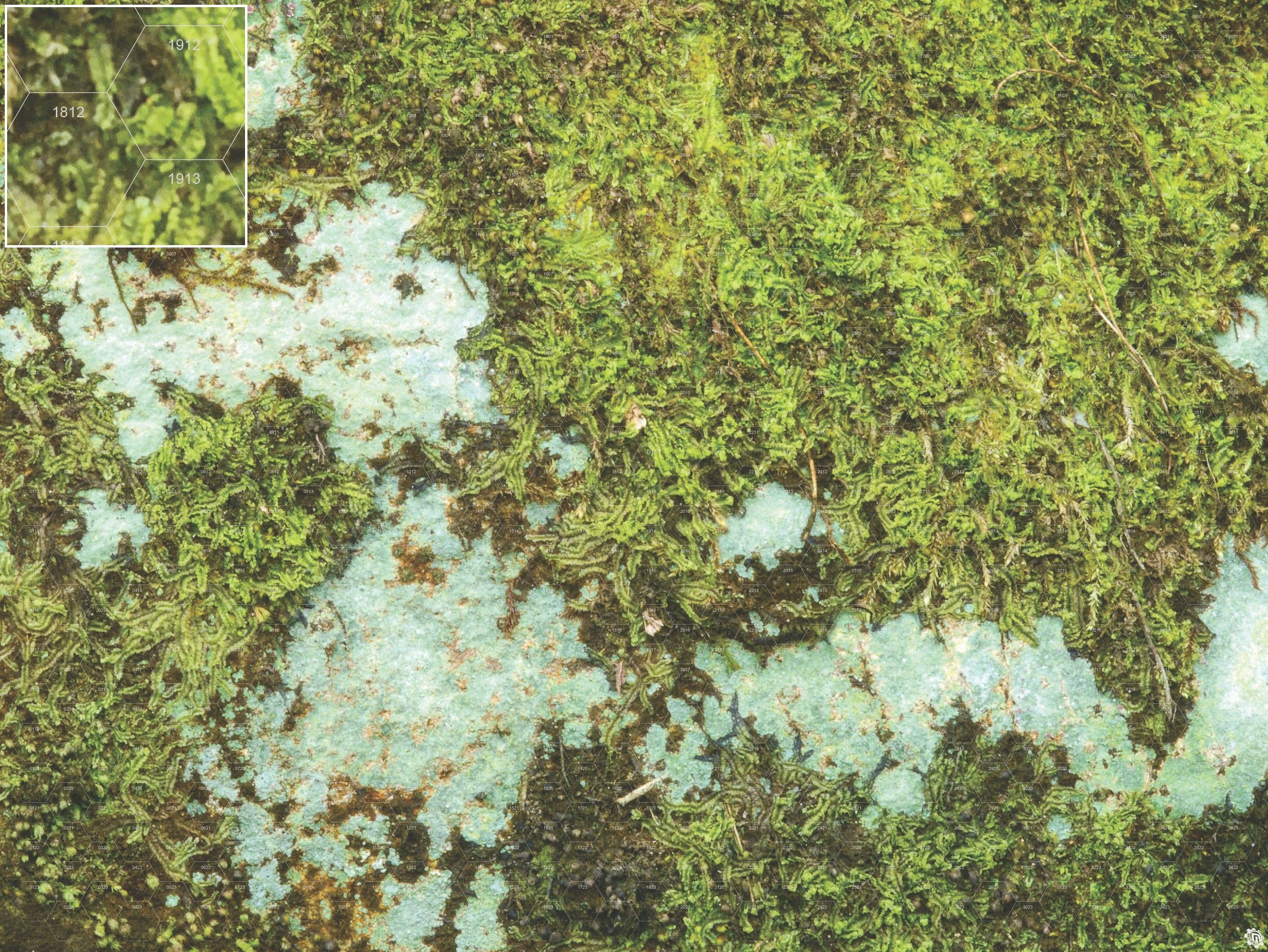 Mats by Mars: Swamplands v1.0 Tabletop Wargaming Play Mat