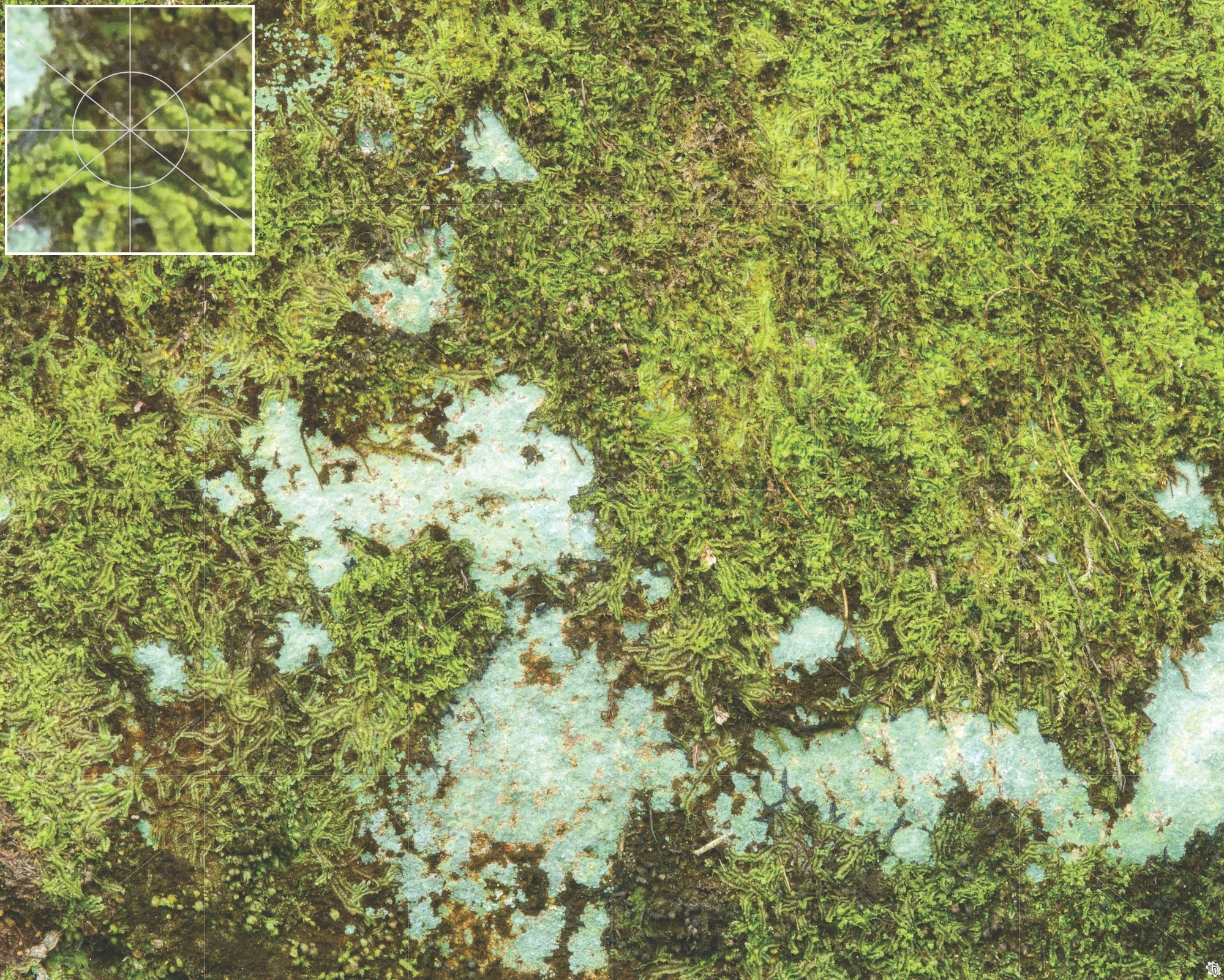 Mats by Mars: Swamplands v1.0 Tabletop Wargaming Play Mat