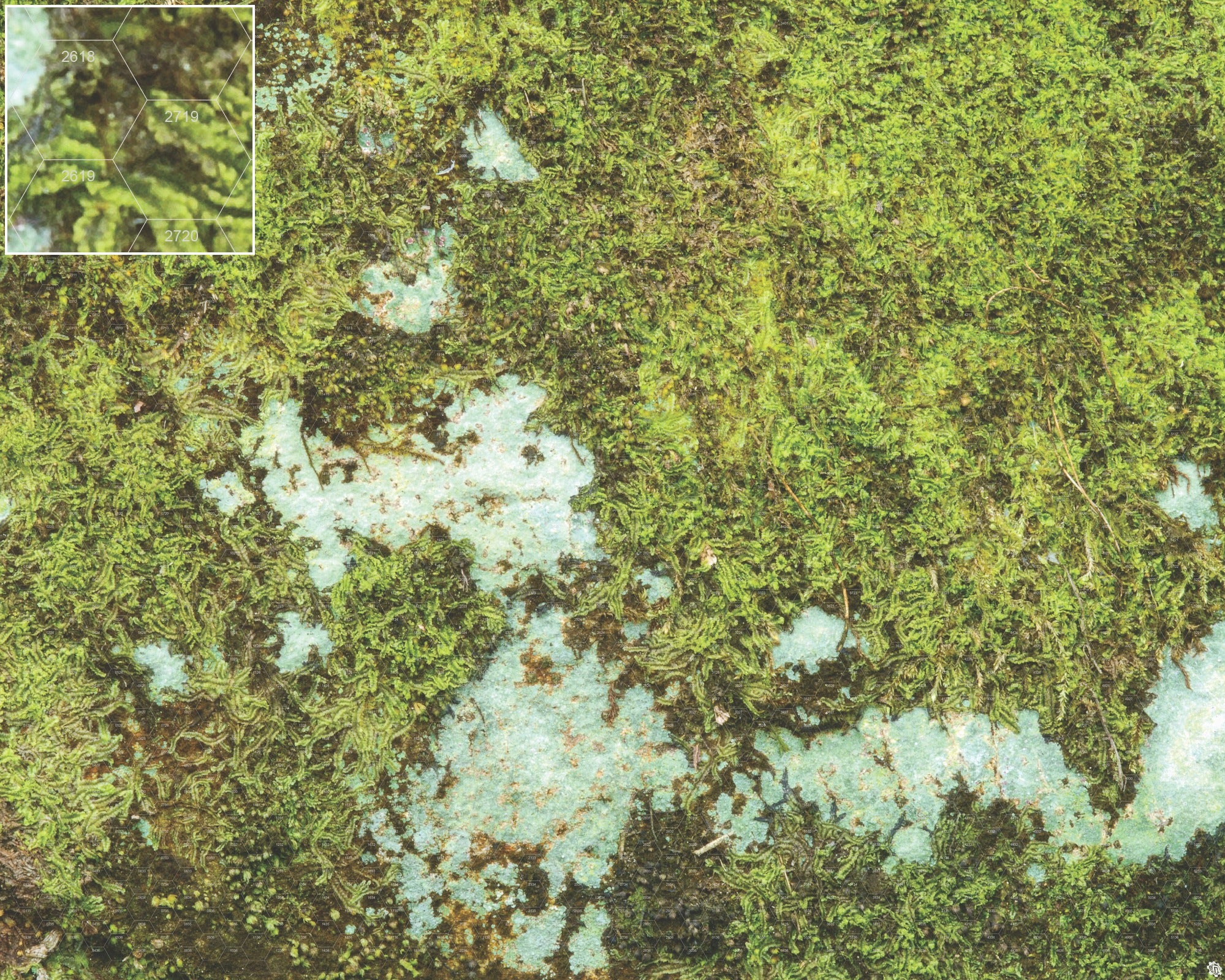 Mats by Mars: Swamplands v1.0 Tabletop Wargaming Play Mat
