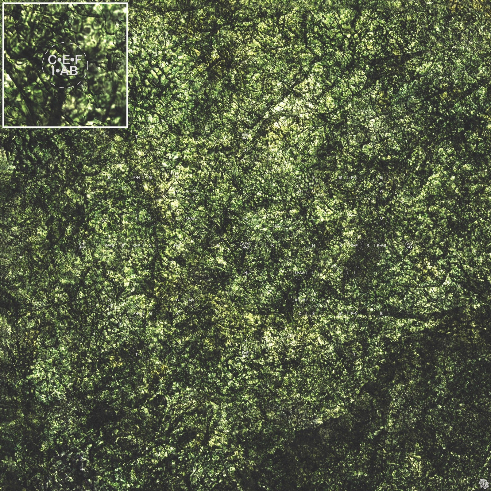 Mats by Mars: Creeping Mold Tabletop Wargaming Play Mat